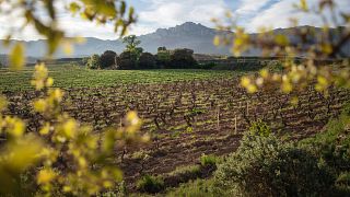 Rioja's Hidden Vineyard Treasures Tasting