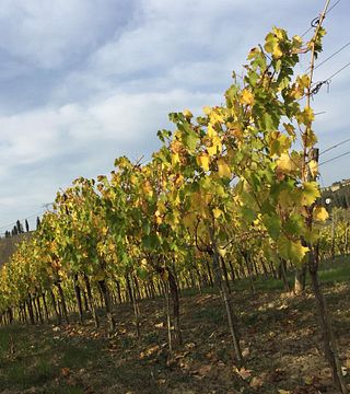 Wein und Essen bei Davinum Srl