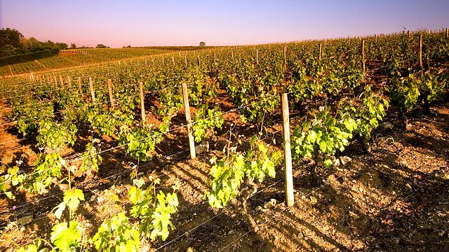 Domaine de la Gauterie