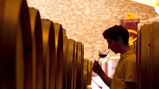 Tour e degustazione di vini in una cantina con segreti nascosti.