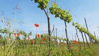 Cata de vinos y paseo relajante por el viñedo de la Bodega Annafrancesca - Experiencia premium 
