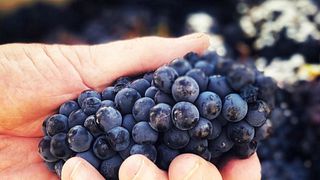 Cata de vinos y visita a los viñedos Sutcliffe