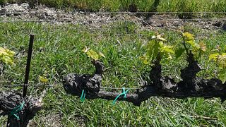 Strologo Sivano Winery