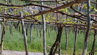 Cantine Giuseppe Apicella 