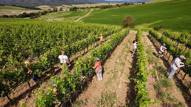 History Art And Wine Fattoria Del colle