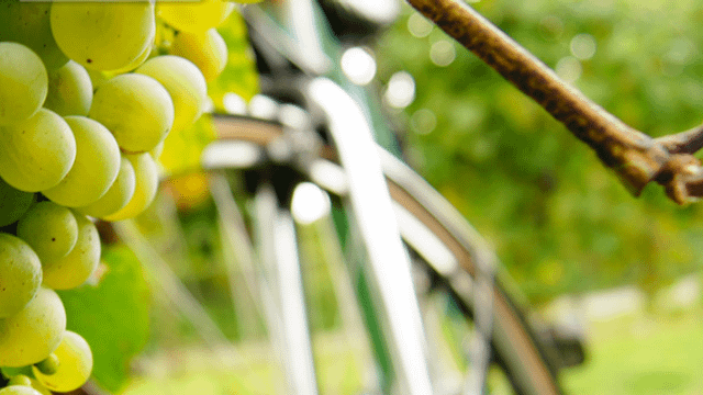 Degustação de vinhos e tour em Perlage