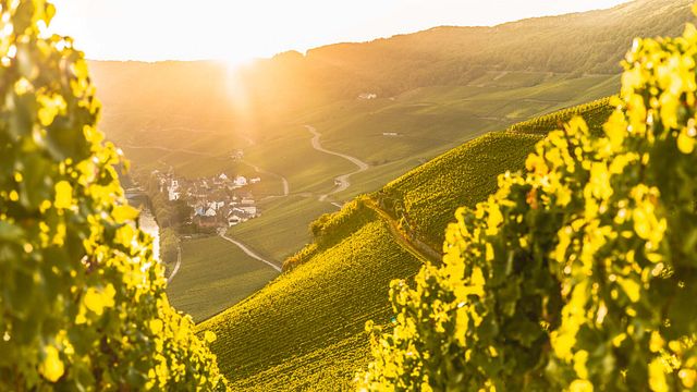 Weinprobe und Führung im Weingut Breit