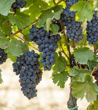 Arno Nizza Weingut & Schokolade