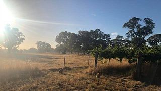 Wando Lodge Wines