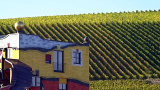 Tour a piedi dei vigneti