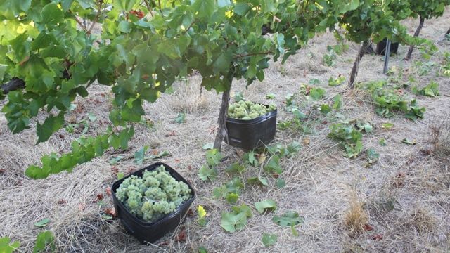 Weinprobe und Führung im Weingut Evoi