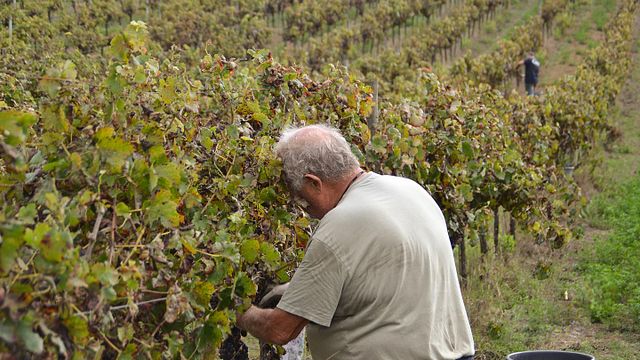 Viñedos Vinhos Cortem: aprenda a elaborar vino, pruebe 3 vinos, aceitunas y pan
