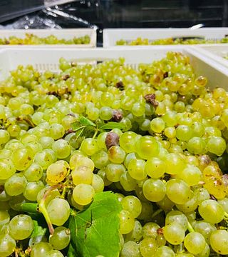 Cape South Coast: Elgin Estate Wine & Scenic Tasting