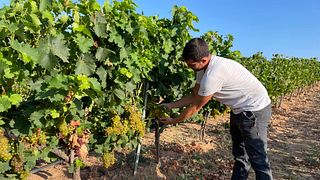 Bodegas Aragonesas