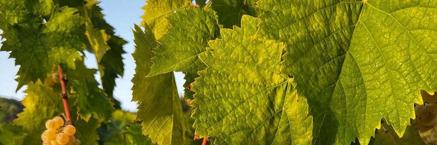 Grammenos Winery 3 Wt2025