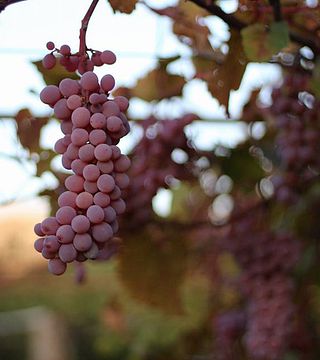 Vinprovning och rundtur på Wine Barnovi 