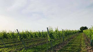 Premium Weinprobe und Führung im Weingut Helmut Maglock