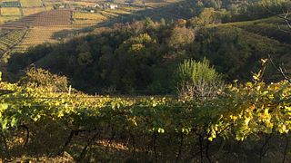 Cantina Martinelli Willkommen Volles Erlebnis