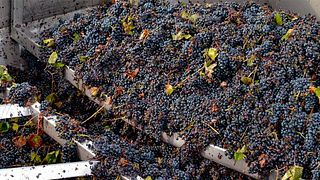 Degustazione di vini e tour presso Adega Cooperativa De Palmela