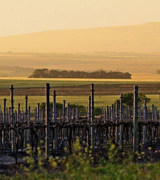 Populär vinprovning på Strandveld Vineyards
