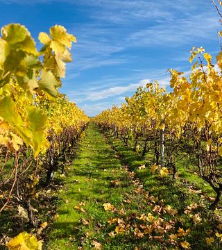 Degustazione di vini al Domaine des Pierrettes