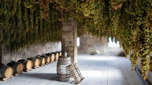 Veneto Garganega Wine & Vineyard Journey - Terroir