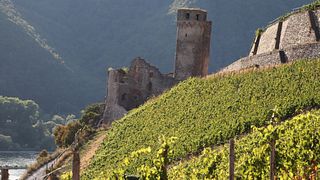 Rheingau Riesling & Vineyard Tour at Weingut Dr. Nägler