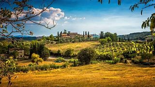 Excursión privada de medio día a Carmignano desde Florencia: El primer Cabernet Sauvignon de la Toscana