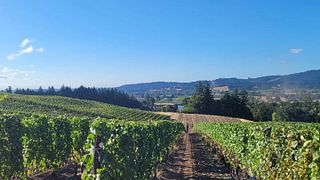 Dégustation de vins à Adega Northwest