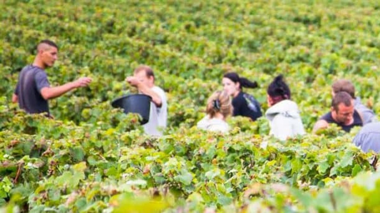El día de la cosecha: uno de los sueños de la infancia se hace realidad en Champagne J. de Telmont