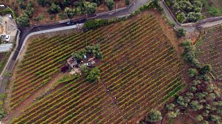 Azienda Agricola Fuocomuorto