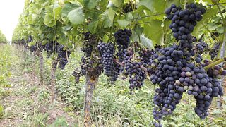 Cata de vinos en el Biolandhof Rinklin