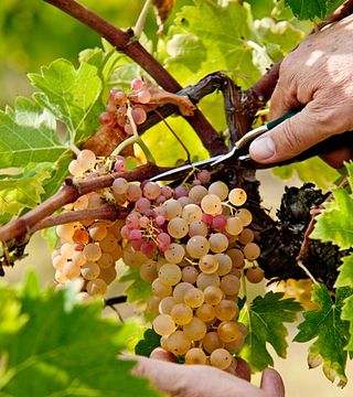 Marchesi Gondi - Tenuta di Bossi