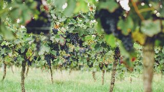 Rheinhessen Wine & Vineyard Journey at Weingut Hauck