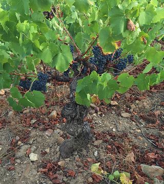 Castilla y León Wine & Vineyard Journey at Hija de Anibal