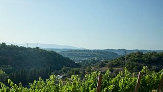 Vingårdstur