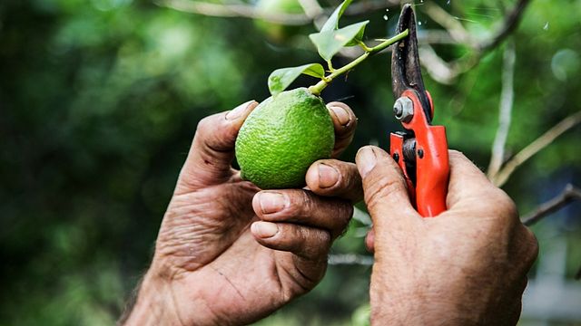 Cata de vinos y visita guiada en Limonio
