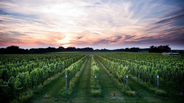 Taste Bold Southern Italian Wines on a Guided Winery Tour