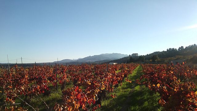 Celler Pedrola