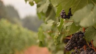 Ruby Bay Vineyard
