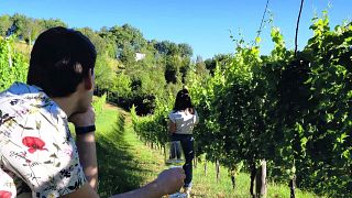 Experiencia de vino y gastronomía en la Cantina Le Macchie