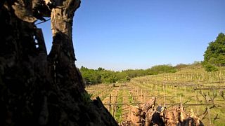 Dégustation de vins à Santa Clelia