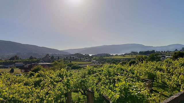 Passeio a pé com comida e vinho premium em Vigo 