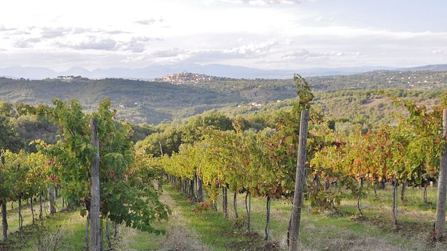 Cata de vinos y visita guiada en Le Masciare