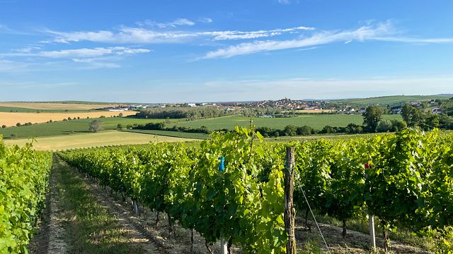 Degustação de vinhos na Vinícola Jaroslav Springer