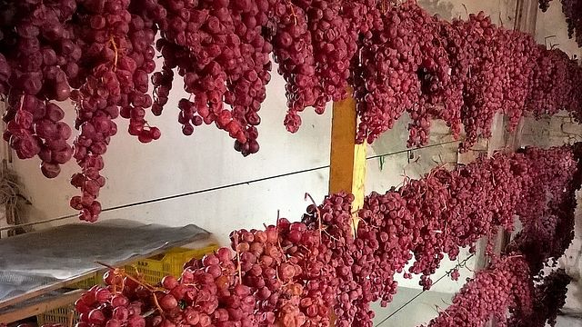 Villa Oppi: A Historic Winery in Emilia-Romagna