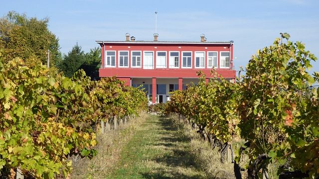 Experiência Sabores Rurais: Visita a Vinícola Acadêmica e Fazenda Leiteira
