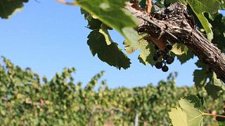 Cata y Visita Popular de Vinos en Anchurón