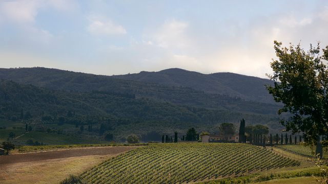 Cata de vinos y visita guiada en Conti Capponi - Villa Calcinaia