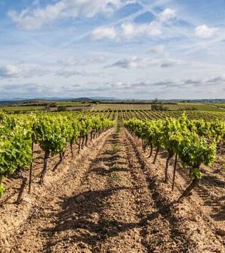 Pausa para vinho em suítes e apartamentos no Château Les Carrasses